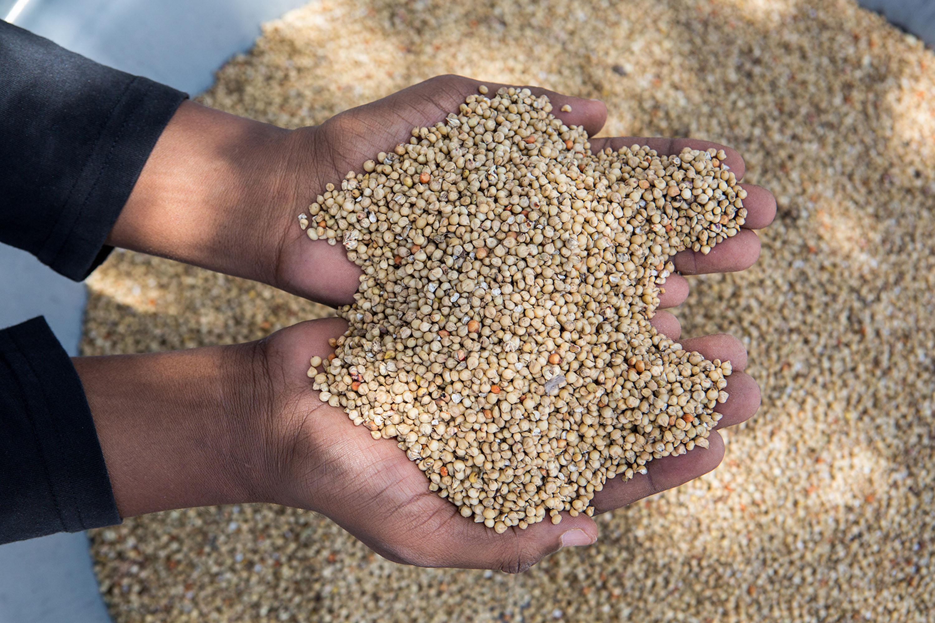 Seeds and tools for smallholder farmers in Masaka